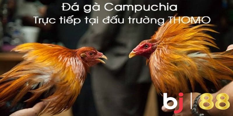 Kinh nghiệm chọn địa điểm đá gà trực tiếp casino Campuchia uy tín