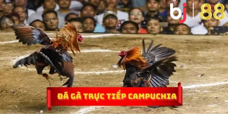 BJ88 - Địa chỉ xem đá gà trực tiếp casino Campuchia uy tín